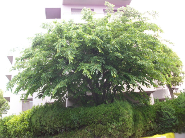 植栽管理施工例２７