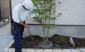 植木の剪定 お手入れ お任せください。