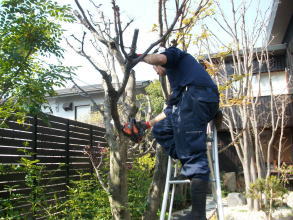 植木の剪定 お手入れ お任せください。