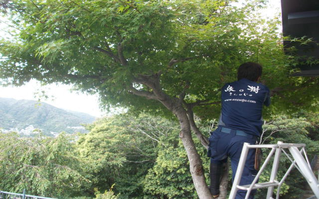 植木の剪定