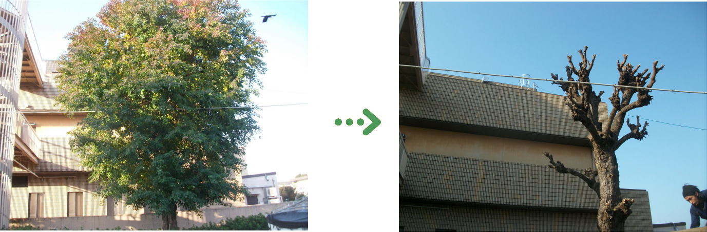 新着　今週の植栽管理施工事例